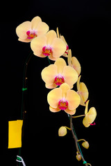 Obraz na płótnie Canvas Yellow Orchid Flower isolated on black background