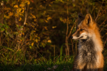  fox at sunset