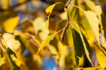 Birch tree catkin and leaves in autumn