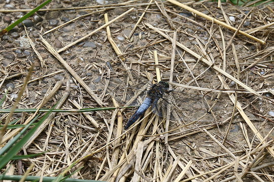 Libelle Blaupfeil am Ufer, Orthetrum concellatum