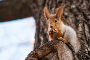 Brown squirrel on a tree eats a nut