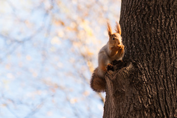 Small squirrel on a tree