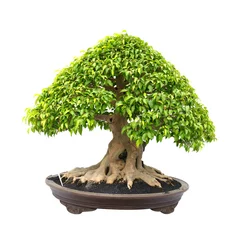 Printed roller blinds Bonsai bonsai tree isolated on white