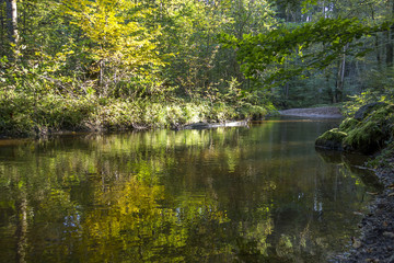 Fototapeta na wymiar Ein Bach fließt durch den herbstlichen Laubwald