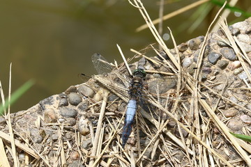 Libelle Blaupfeil am Ufer, Orthetrum concellatum