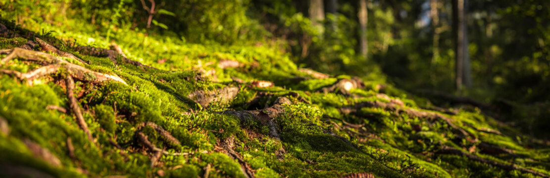 Waldpanorama mit Moos und Wurzeln