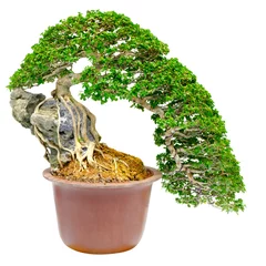 Acrylic prints Bonsai bonsai tree isolated on white