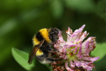 Erdhummel an einer Kleeblüte, Bombus lucorum