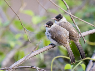 Image of two birds perched on the branch in the wild. Sooty head