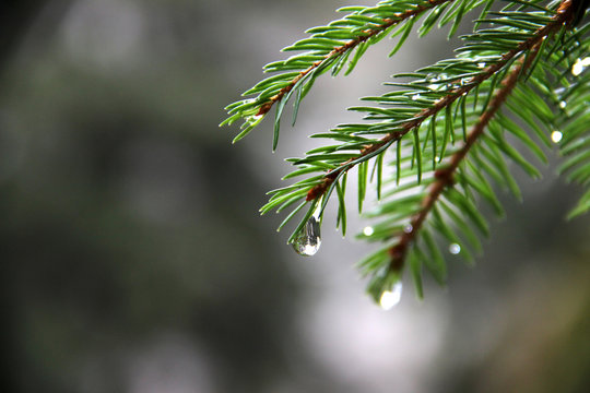 Fototapeta Forest after rain. Small drop on the fur branch