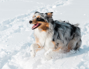 Dog in the Snow