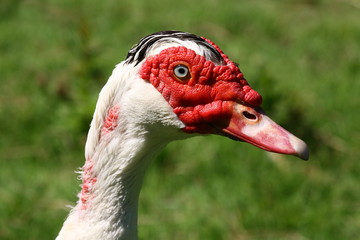 Fototapeta premium Porträt einer Flugente, Moschusente, Warzenente, Carina moschata