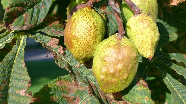 Panning around a bunch of conkers growing on a Horse Chestnut Tree in Autumn