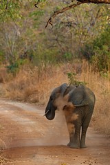 Elephant in the beautiful nature habitat, this is africa, african wildlife, endangered species, wild tanzania