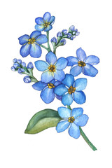 Forget-me-not flowers bouquet isolated on white background. Watercolor illustration of a blue wild flower.