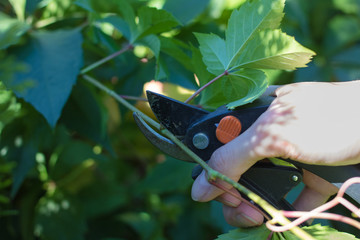 Man cuts off unwanted branches with the pruning shears