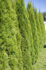 A long high thuja hedge 