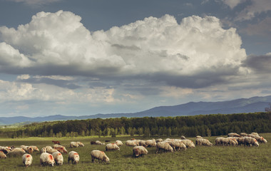 Flock of sheep grazing on a green meadow in Brasov county, Transylvania region, Romania.