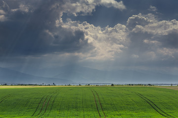 Vast green cornfield under stormy sky with sunrays passing through the clouds. Weather forecast for agriculture.