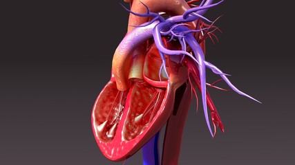Heart Anatomy
