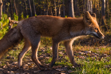  fox at sunset