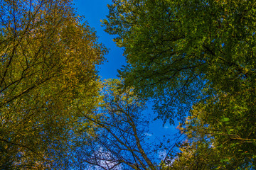 Blick nach oben in das Blätterdach eines herbstlichen Laubwaldes