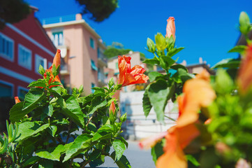 Blooming flowers with colorful houses in background, Monterosso al Mare, Italian Riviera