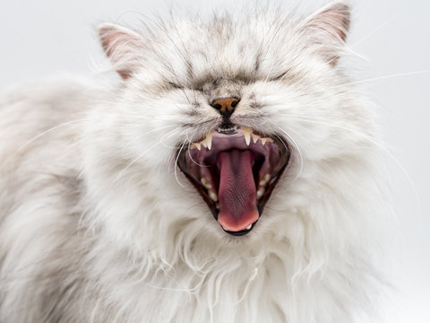 Cat yawn