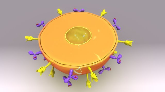 Plasma Cell TS