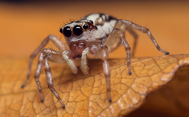 Jumping spider