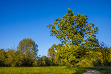 Waldweg lädt im Herbst zum Spaziergang ein