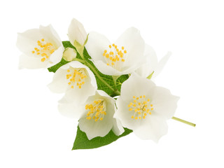 Naklejka na ściany i meble Jasmine flower isolated on white