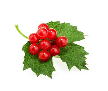 Red berries of Viburnum (arrow wood), isolated on white