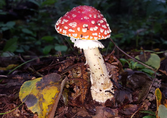 このこ　ベニテングタケ