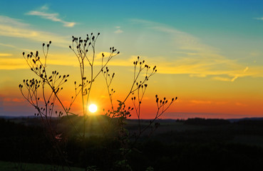 Fototapeta premium Vintage grass plant on summer sunset.