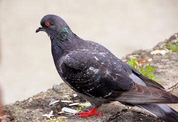 Pigeon. Grey pigeon shooting on the street.