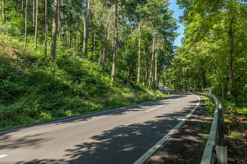 Landstraße im Pfälzer Wald bei Göllheim 3