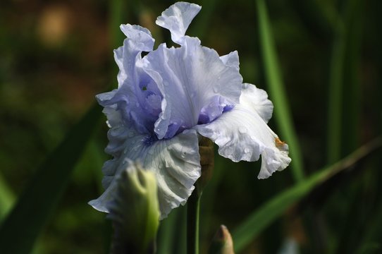 Irises blossoming in a garden, Giardino dell' Iris in Florence, Italy.