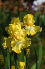 Irises blossoming in a garden, Giardino dell' Iris in Florence, Italy.