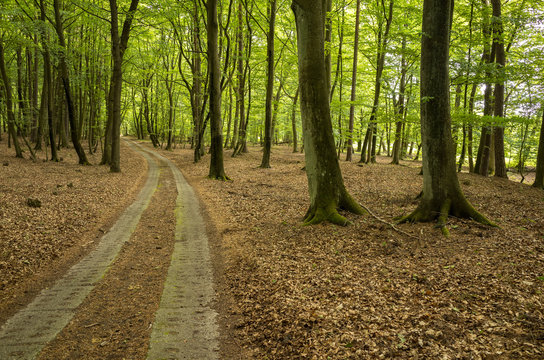 An impressive beech grove near Gardno lake not far from the village Smołdzino.