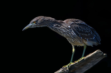 Black-crowned night heron juvenile fishing on top of a log