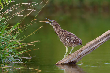 Black-crowned night heron juvenile fishing on top of a log