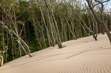 Wandering dune