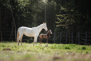 Naklejka na ściany i meble White horse and her little foal walk on the paddock