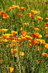 California Spring Orange Poppies in a garden in Florence, Tuscany, Italy