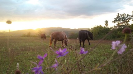cavalli al pascolo © sommaria