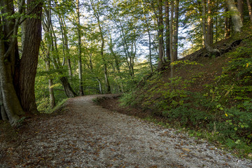 An einem einsamen Waldweg im Herbst