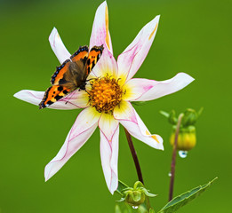Tortoiseshell butterfly at a flower