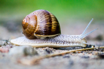slimak  3 © SandraSevJarocka