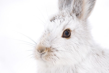 Snowshoe hare or Varying hare (Lepus americanus)  isolated on a white background in winter in Canada © Jim Cumming